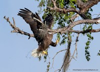 Comedy Wildlife Photography Awards 2021
