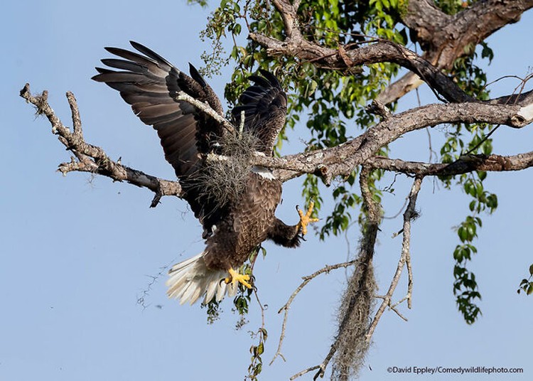 Comedy Wildlife Photography Awards 2021