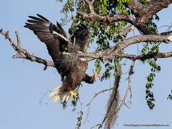 16 Foto Terkocak Jawara Comedy Wildlife Photography Bikin Ngakak