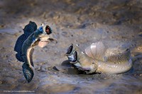 Comedy Wildlife Photography Awards 2021