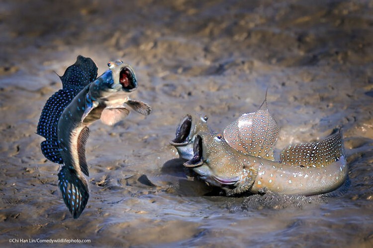 Comedy Wildlife Photography Awards 2021