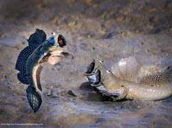 16 Foto Terkocak Jawara Comedy Wildlife Photography Bikin Ngakak