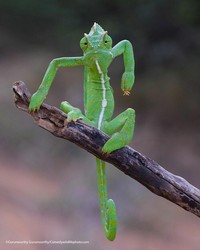 Comedy Wildlife Photography Awards 2021