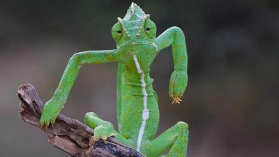 16 Foto Terkocak Jawara Comedy Wildlife Photography Bikin Ngakak