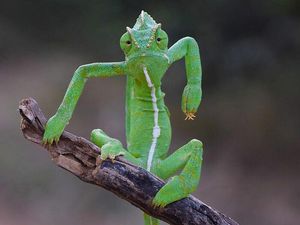 16 Foto Terkocak Jawara Comedy Wildlife Photography Bikin Ngakak