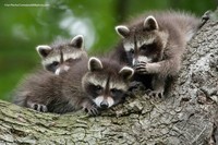 Comedy Wildlife Photography Awards 2021