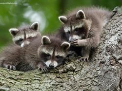 16 Foto Terkocak Jawara Comedy Wildlife Photography Bikin Ngakak