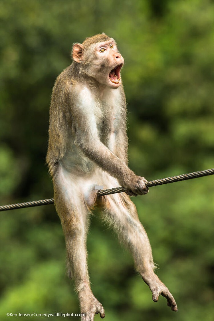Comedy Wildlife Photography Awards 2021