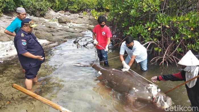 Dugong ditemukan terdampar di Polewali Mandar, Sulawesi Selatan dalam keadaan mati dan membusuk.