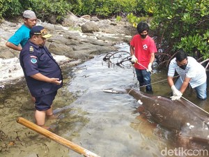 Tentang Dugong, Ditemukan Terdampar di Polman Sulawesi Selatan