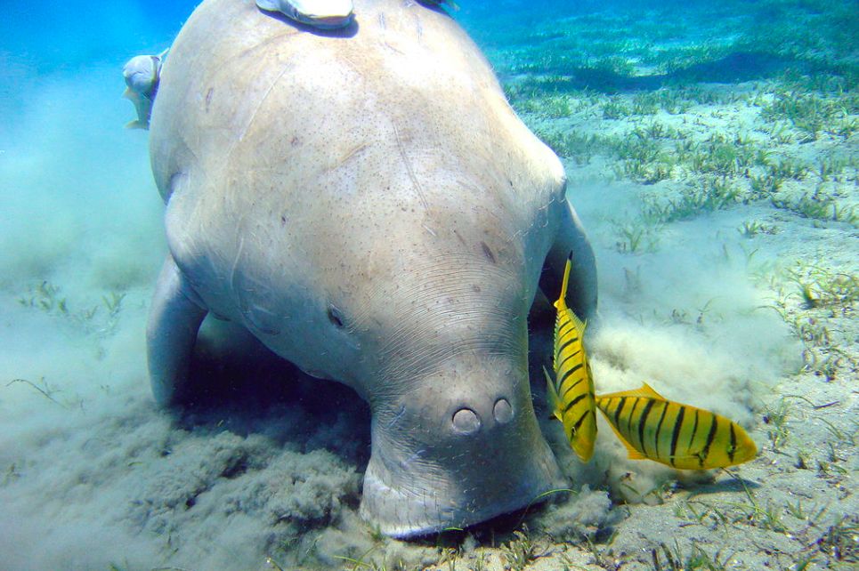 El dugongo está oficialmente extinto en China