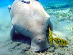 Dugong, Hewan Baik Hati yang Kian Malang Nasibnya
