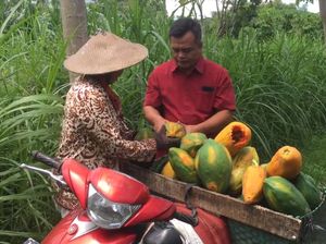 Frustrasi Petani Boyolali: Harga Panen Buahnya Anjlok, Pilih Kasih ke Sapi