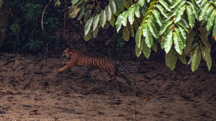Harimau di Aceh dilepas ke hutan TN Leuser (dok. Istimewa)