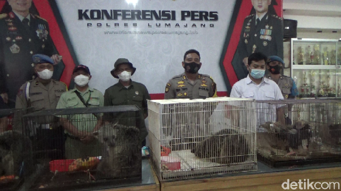 Polisi Lumajang mengamankan 11 satwa dilindungi. Satwa dilindungi itu diamankan dari TN (45) warga Desa Mlawang, Kecamatan Klakah.