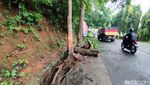 Truk Pengangkut Kayu Tabrak Pohon di Ciamis
