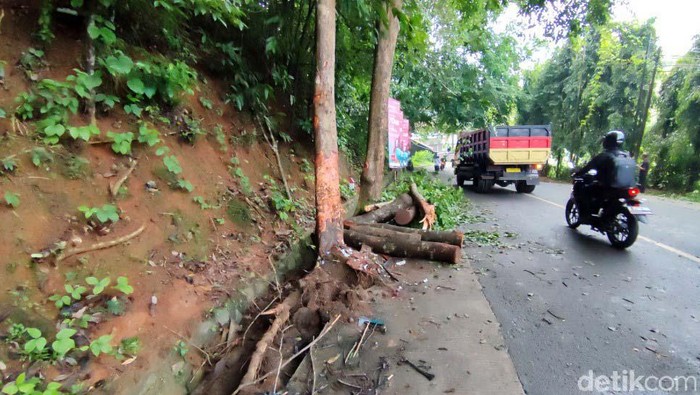 Truk Pengangkut Kayu Tabrak Pohon di Ciamis Kecelakaan tunggal terjadi di Jalan Raya Ciamis-Kawali. Sebuah truk pengangkut kayu menabrak pohon di wilayah Saguling, Kecamatan Baregbeg, Kabupaten Ciamis, Jawa Barat, Kamis (18/11/2021) pagi.