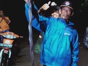 Horor! Ular Kobra Ukuran Besar Masuk Rumah di Klaten, Meneror Ibu Hamil