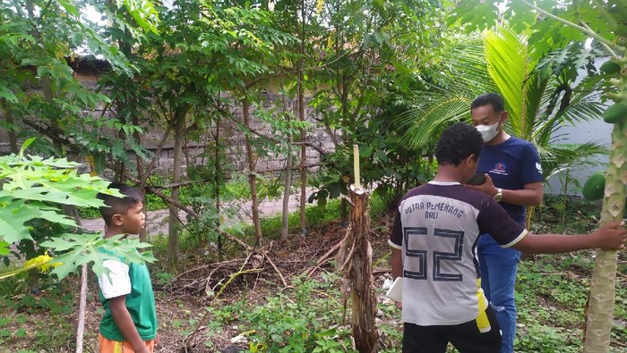 10 Pohon pisang warga di Bali patah akibat viral salam dari Binjai. (dok. Istmewa)