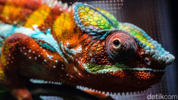 Antusias Warga Lihat Pameran Hewan Peliharaan Eksotis Pameran hewan peliharaan eksotis di pusat perbelanjaan Tangsel menyedot perhatian pengunjung. Hewan yang dijual bisa mencapai ratusan juta rupiah.