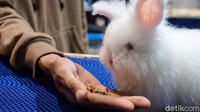 Anak-anak juga bisa memberi makan hewan.