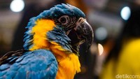 Salah satu burung makaw yang berharga Rp 80 juta.