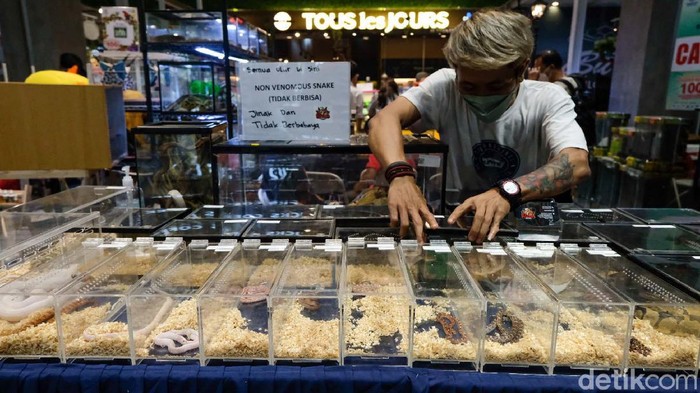 Antusias Warga Lihat Pameran Hewan Peliharaan Eksotis Pameran hewan peliharaan eksotis di pusat perbelanjaan Tangsel menyedot perhatian pengunjung. Hewan yang dijual bisa mencapai ratusan juta rupiah.