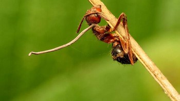 Terdapat jamur yang dapat mengambil alih otak serangga dan mengubahnya menjadi semut zombie Foto: Reddit via Bored Panda