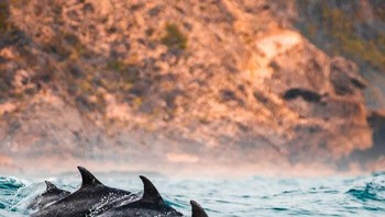 Lumba-lumba memotong kepala ikan yang lebih kecil dan menggunakannya untuk masturbasi. Foto: Reddit via Bored Panda