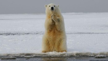 Rata-rata hati beruang kutub mengandung cukup vitamin A untuk membunuh 52 orang dewasa. Foto: Reddit via Bored Panda