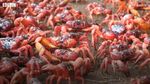 Saat Jalanan di Australia jadi Lautan Kepiting Merah