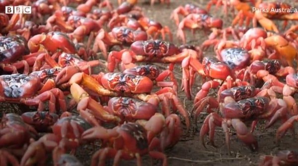 Sekitar 50 juta kepiting merah hidup di Pulau Christmas. Tempta ini memang satu-satunya habitat bagi kepiting merah. (Parks Australia/BBC)