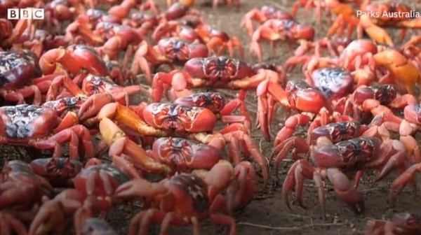 Sekitar 50 juta kepiting merah hidup di Pulau Christmas. Tempta ini memang satu-satunya habitat bagi kepiting merah. (Parks Australia/BBC) Sekitar 50 juta kepiting merah hidup di Pulau Christmas. Tempta ini memang satu-satunya habitat bagi kepiting merah. (Parks Australia/BBC)