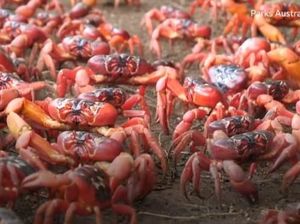 Video: Kepiting Merah Mulai Migrasi, Sejumlah Jalan di Australia Ditutup