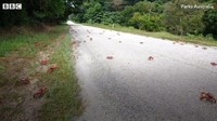 Kepiting-kepiting tersebut berbaris melalui jalanan, taman, hingga menyeberangi jembatan. (Parks Australia/BBC)