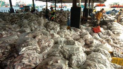 Tangkapan Melimpah Harga Ikan di Nelayan Turun