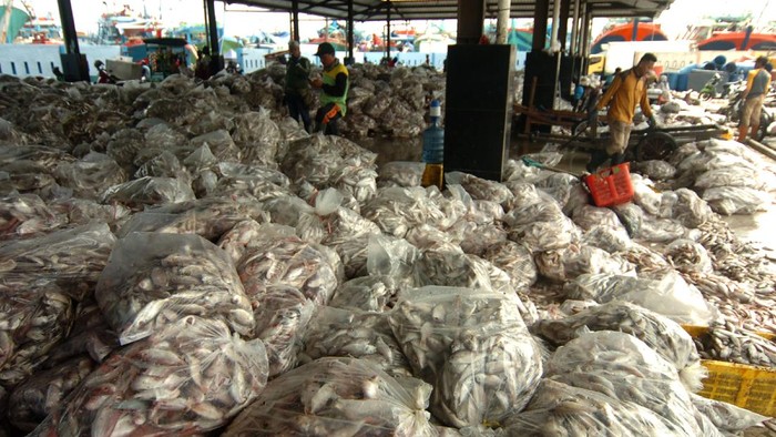 Sejumlah nelayan berada di samping tumpukan ikan frezer usai diturunkan dari atas kapal di Pelabuhan Jongor, Tegal, Jawa Tengah, Jumat (19/11/2021). Menurut nelayan sepekan terakhir hasil tangkapan ikan melimpah dan permintaan ikan dari luar kota menurun sehingga harga ikan turun seperti ikan kuniran dari Rp5 ribu menjadi Rp3 ribu per kilogram dan ikan coklatan dari Rp6 ribu menjadi Rp4 ribu per kilogram. ANTARA FOTO/Oky Lukmansyah/foc.