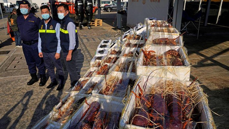 Hong Kong Gagalkan Penyelundupan Lobster ke China