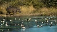 Capivri di Namibia masuk dalam kategori alam. Destinasi ini adalah tujuan safari yang sedang naik daun, banyak kamp safari dan pondok-pondok untuk wisatawan yang mau bermalam. (iStock)