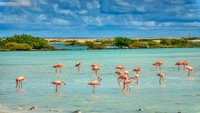 Flamingo yang Sial soal Cinta, Pertama Kali Bertelur di Umur 70 Tahun