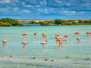 Flamingo yang Sial soal Cinta, Pertama Kali Bertelur di Umur 70 Tahun