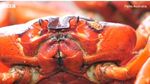 Saat Jalanan di Australia jadi Lautan Kepiting Merah