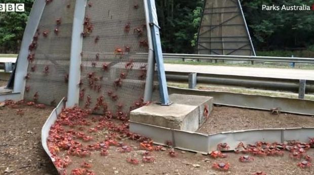 Jutaan Kepiting Lagi Migrasi Tahunan, Jalanan Sampai Ditutup Jutaan Kepiting Lagi Migrasi Tahunan, Jalanan Sampai Ditutup