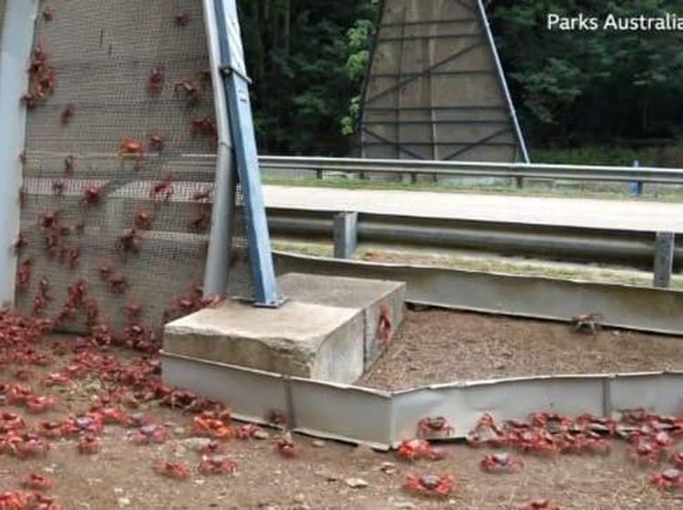 Saat Jalanan di Australia jadi Lautan Kepiting Merah