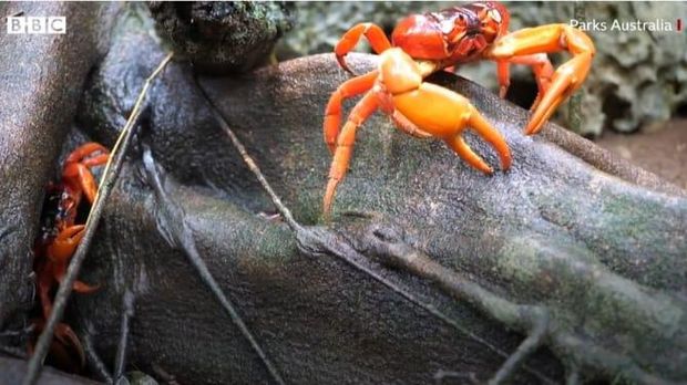 Jutaan Kepiting Lagi Migrasi Tahunan, Jalanan Sampai Ditutup Jutaan Kepiting Lagi Migrasi Tahunan, Jalanan Sampai Ditutup