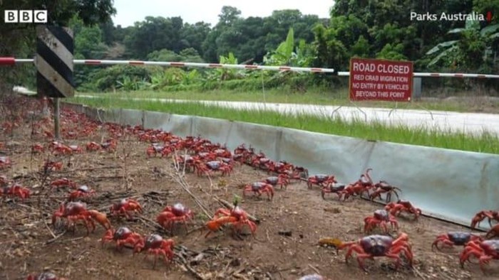 Jutaan Kepiting Lagi Migrasi Tahunan, Jalanan Sampai Ditutup