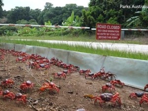 Kepiting Kuasai Jalanan untuk Migrasi, yang Lain Dilarang Lewat