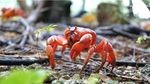 Saat Jalanan di Australia jadi Lautan Kepiting Merah