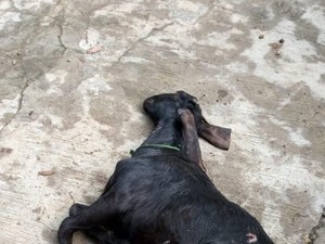 18 Kambing di Gunungkidul Mati dengan Luka Gigitan Misterius