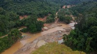 Data Kesatuan Pengelolaan Hutan Produksi (KPHP) Limau Unit VII Hulu Sarolangun menyebutkan aktivitas pertambangan emas ilegal telah menganggu fungsi ekologi.